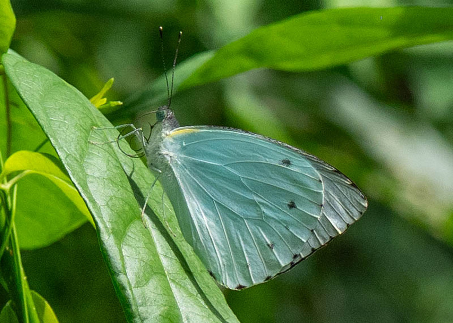 The butterfly Nepheronia thalassina verulanus photographed in Mengueme trail, Ebogo,Cameroon