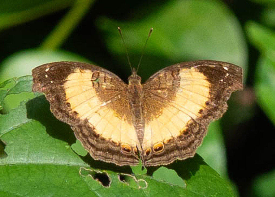 The butterfly Junonia terea tereoides photographed in Nkima Forest Lodge,Uganda