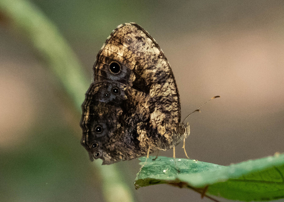 The butterfly Bicyclus auricruda fulgida photographed in Nkima Forest Lodge,Uganda