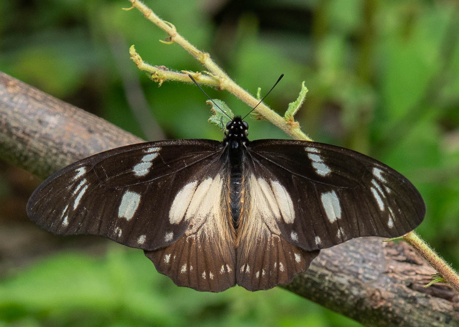 The butterfly Graphium almansor photographed in Nkima Forest Lodge,Uganda