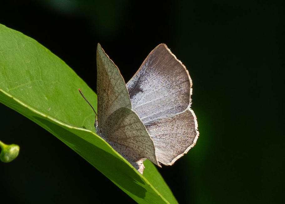 The butterfly Aslauga. purpurescens levantis photographed in Nkima Forest Lodge,Uganda
