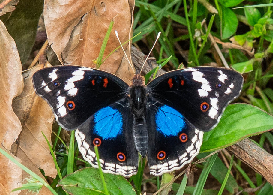 The butterfly Junonia oenone oenone photographed in Nkima Forest Lodge,Uganda