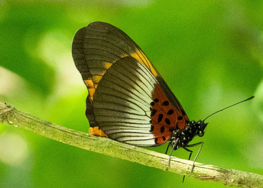 The butterfly Bematistes poggei nelsoni photographed in Nkima Forest Lodge,Uganda