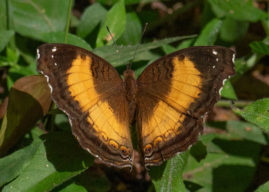 The butterfly Junonia terea tereoides photographed in Nkima Forest Lodge,Uganda