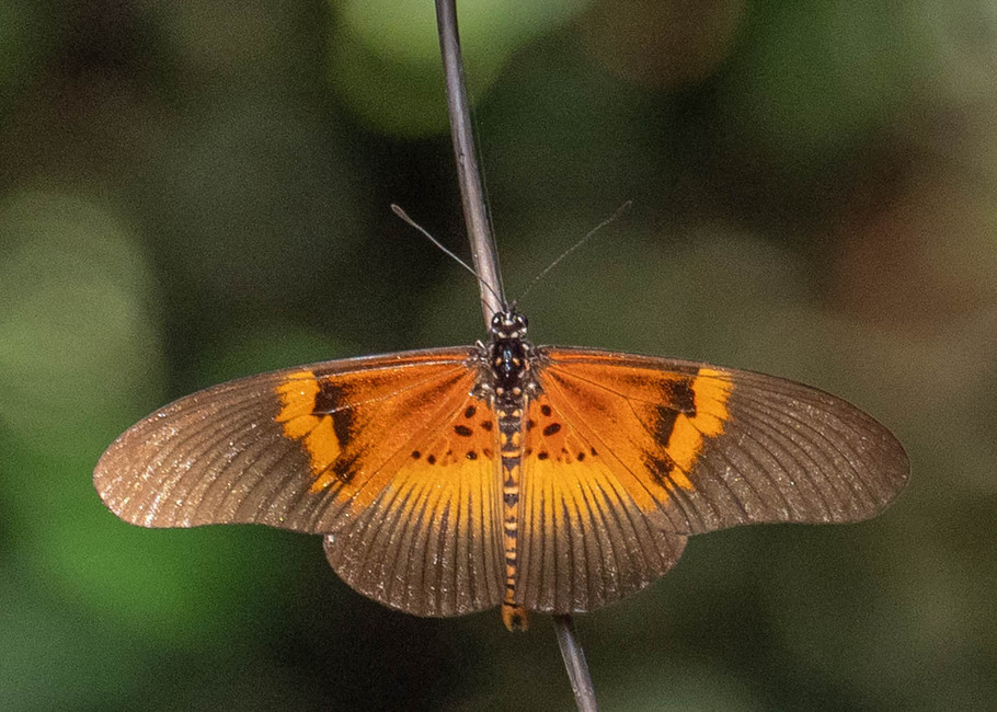 The butterfly Bematistes alcinoe photographed in Nkima Forest Lodge,Uganda