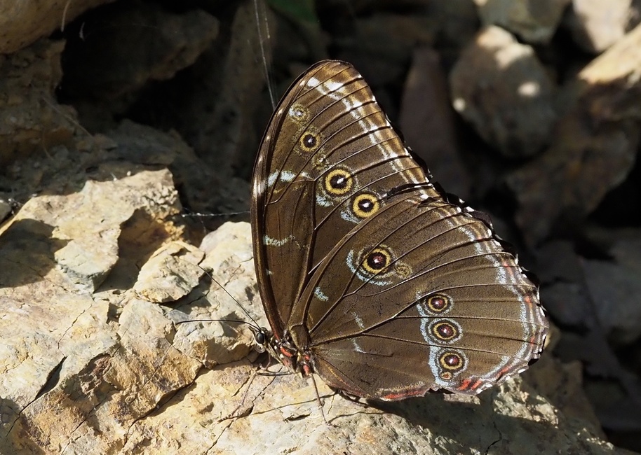 The butterfly Morpho achilles songo photographed in Taipiplaya,Bolivia