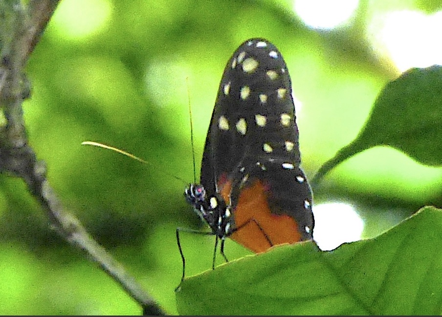 The butterfly Callithomia hezia hezia photographed in Platanillo,Costa Rica