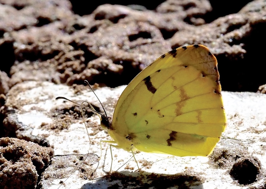 The butterfly Eureka deva photographed in Refugio Los Volcanos,Bolivia