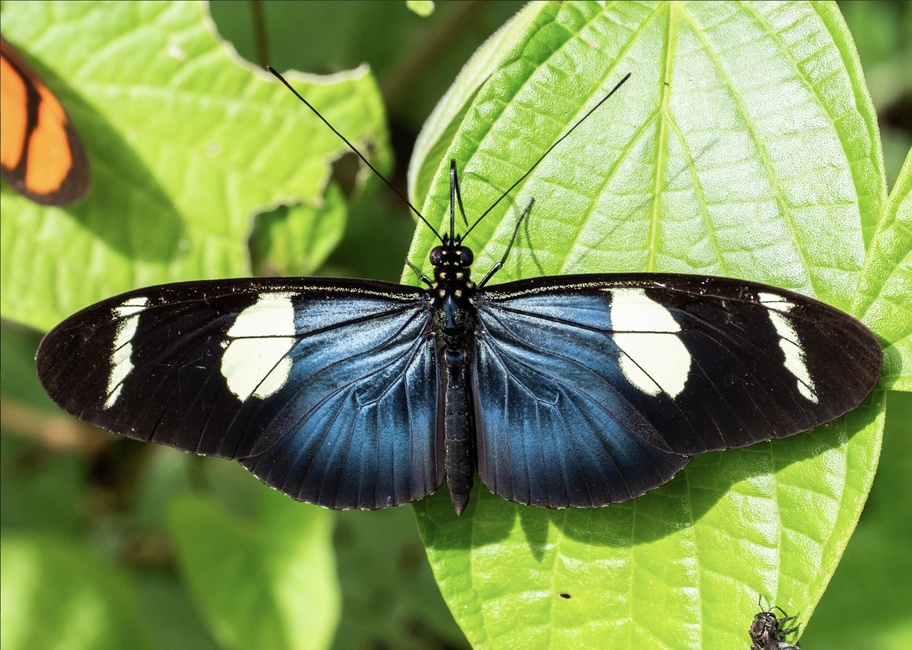 The butterfly Heliconius wallacei flavescens photographed in Rio Bertha, Marankiari,Peru