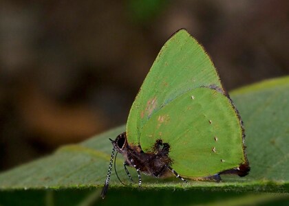 The butterfly Cyanophrys pseudolongula photographed in Bolivia