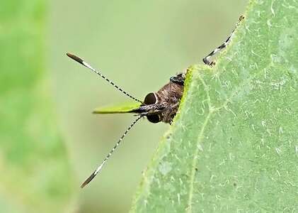 The butterfly Cyanophrys pseudolongula photographed in Bolivia