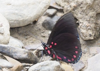 The butterfly Hamadryas laodamia laodamia photographed in Bolivia