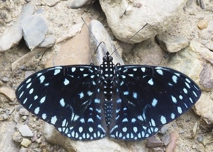 The butterfly Hamadryas laodamia laodamia photographed in Bolivia
