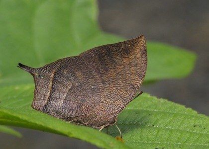 The butterfly Fountainea nessus photographed in Bolivia