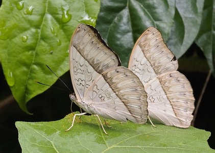 The butterfly Cymothoe druryi photographed in Ghana
