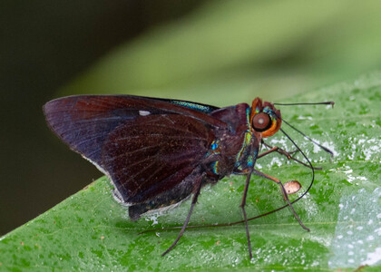 The butterfly Thracides nanea photographed in Picuroyacu, Iquitos,Peru