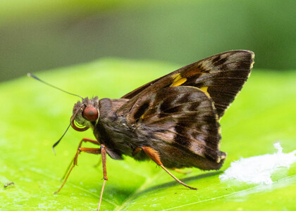 The butterfly Perichares adela photographed in Peru