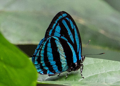 The butterfly Thestius meridionalis photographed in Peru