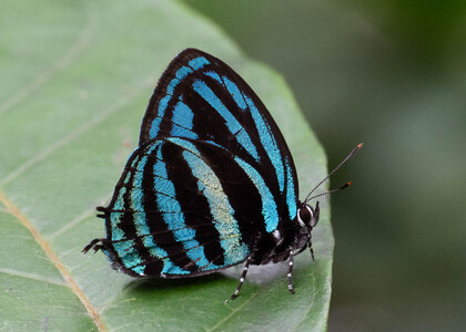 The butterfly Thestius meridionalis photographed in Picuroyacu, Iquitos,Peru