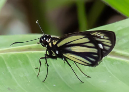The butterfly Carystus jolus photographed in Peru