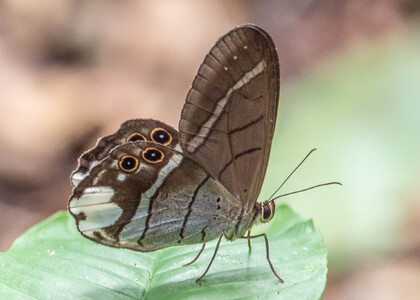 The butterfly Pierella lucia photographed in Peru