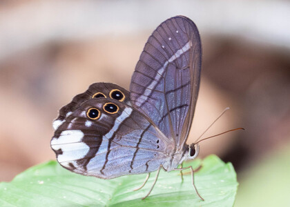 The butterfly Pierella lucia photographed in Picuroyacu, Iquitos,Peru