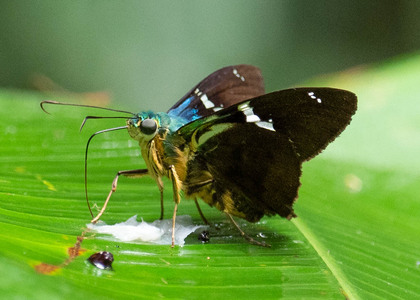 The butterfly Telegonus fulgerator complex photographed in Peru