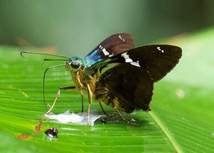 The butterfly Telegonus fulgerator photographed in Peru