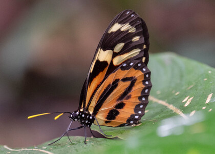 The butterfly Lycorea halia atergatis photographed in Peru