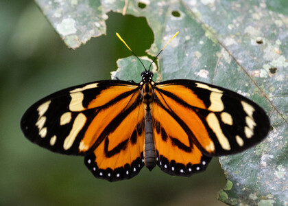 The butterfly Lycorea halia atergatis photographed in Picuroyacu, Iquitos,Peru