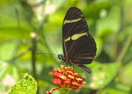 The butterfly Heliconius sara photographed in Platanillo,Costa Rica