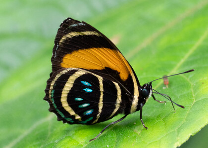 The butterfly Callicore lyca photographed in Ecuador