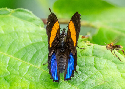 The butterfly Callicore lyca photographed in Ecuador