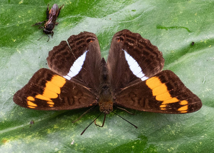 The butterfly Adelpha justina valentina photographed in Ecuador