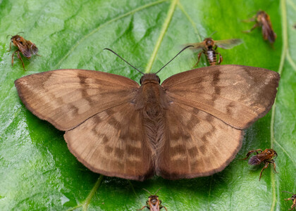 The butterfly Eantis pallida photographed in Topo,,Ecuador