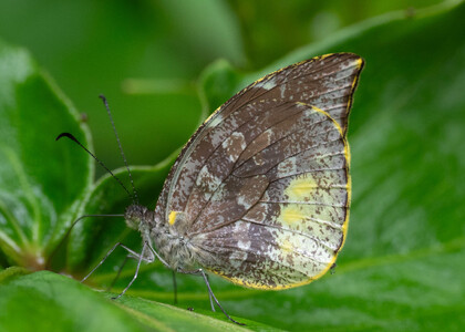 The butterfly Lieinix nemesis nemesis photographed in Ecuador