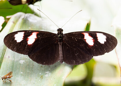 The butterfly Heliconius melpomene plesseni photographed in Ecuador