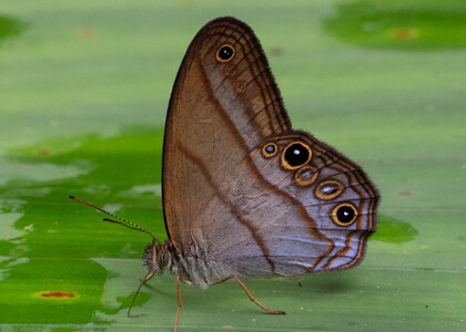 The butterfly Amiga arnaca photographed in Topo,,Ecuador