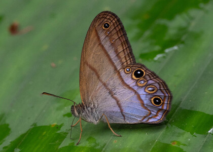 The butterfly Amiga arnaca photographed in Ecuador