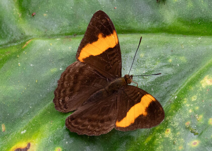 The butterfly Adelpha zina irma photographed in Arosemena Tola,Ecuador