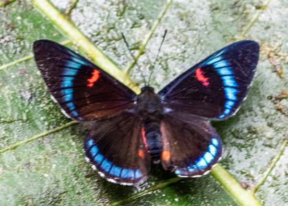 The butterfly Necyria bellona saundersii photographed in Ecuador