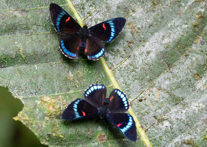 The butterfly Necyria bellona saundersii photographed in Ecuador