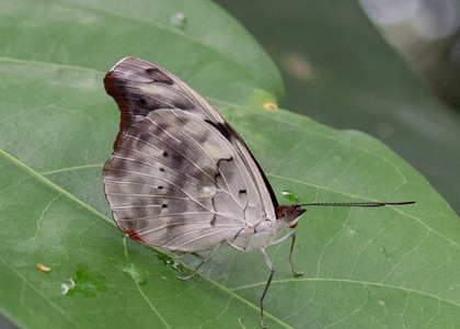 The butterfly Catonephele acontius acontius photographed in Ecuador