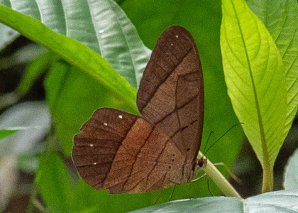 The butterfly Pierella hyceta latona photographed in Ecuador