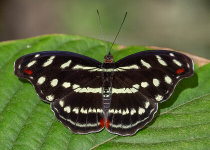 The butterfly Catonephele acontius acontius photographed in Mariposario Dedalma, Mera, Ecuador