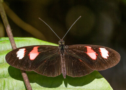 The butterfly Heliconius melpomene plesseni photographed in Ecuador