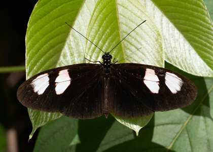 The butterfly Heliconius melpomene plesseni photographed in Ecuador
