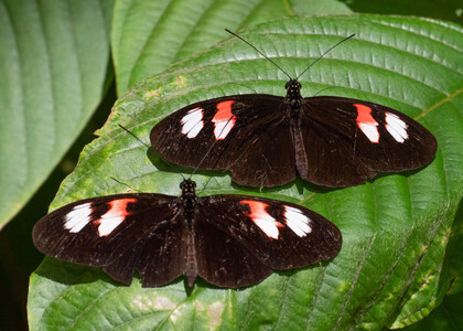 The butterfly Heliconius melpomene plesseni photographed in Ecuador
