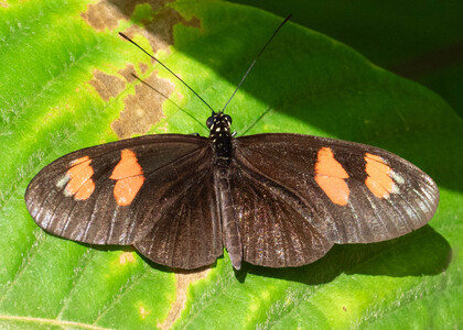 The butterfly Heliconius erato notabilis photographed in Ecuador