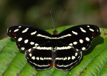 The butterfly Catonephele acontius acontius photographed in Ecuador